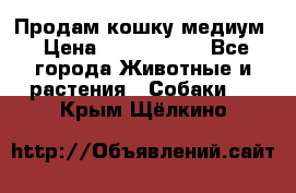 Продам кошку медиум › Цена ­ 6 000 000 - Все города Животные и растения » Собаки   . Крым,Щёлкино